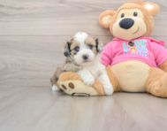 5 week old Saussie Puppy For Sale - Florida Fur Babies