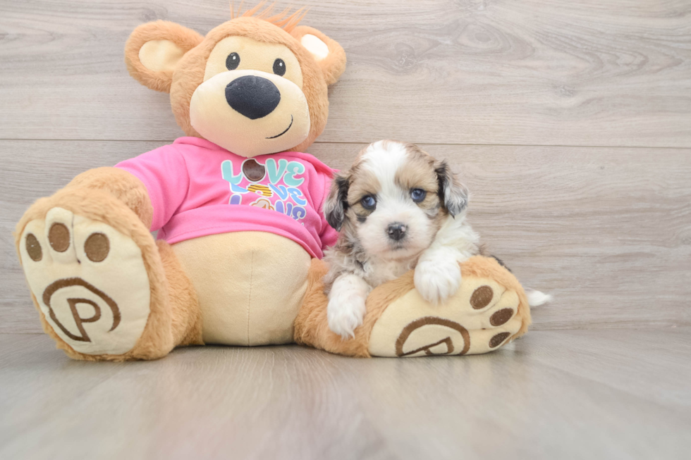 Cute Ausstzu Designer Puppy