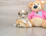 7 week old Saussie Puppy For Sale - Florida Fur Babies