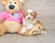5 week old Saussie Puppy For Sale - Florida Fur Babies