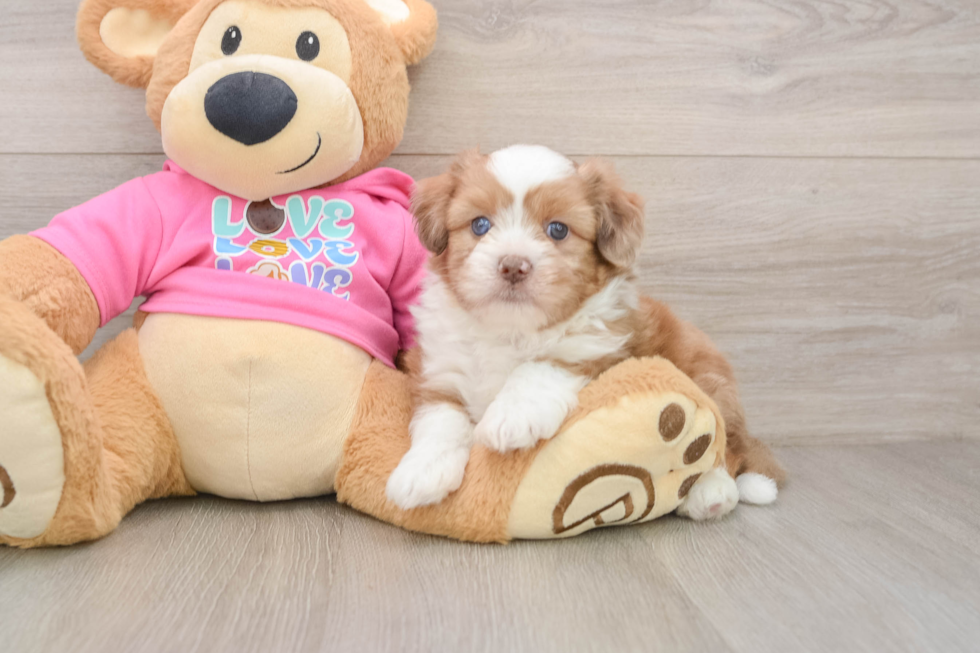 Saussie Pup Being Cute