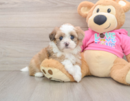 5 week old Saussie Puppy For Sale - Florida Fur Babies
