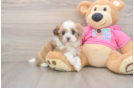 Cute Ausstzu Designer Puppy