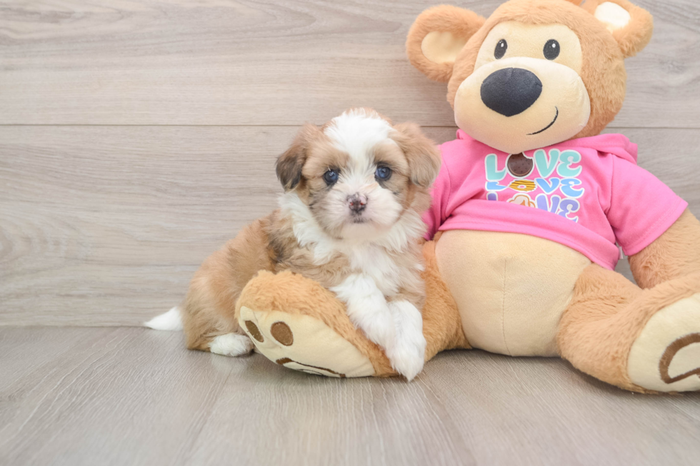 Cute Ausstzu Designer Puppy