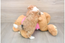 Saussie Puppy for Adoption
