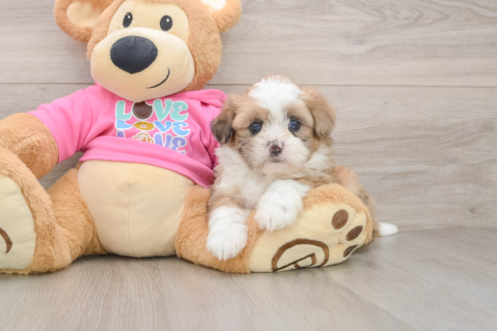Best Saussie Baby