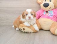 5 week old Saussie Puppy For Sale - Florida Fur Babies