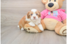 Saussie Pup Being Cute
