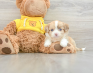 6 week old Saussie Puppy For Sale - Florida Fur Babies