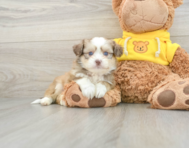 8 week old Saussie Puppy For Sale - Florida Fur Babies