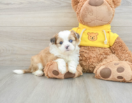 6 week old Saussie Puppy For Sale - Florida Fur Babies