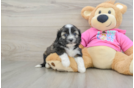 Cute Saussie Designer Pup