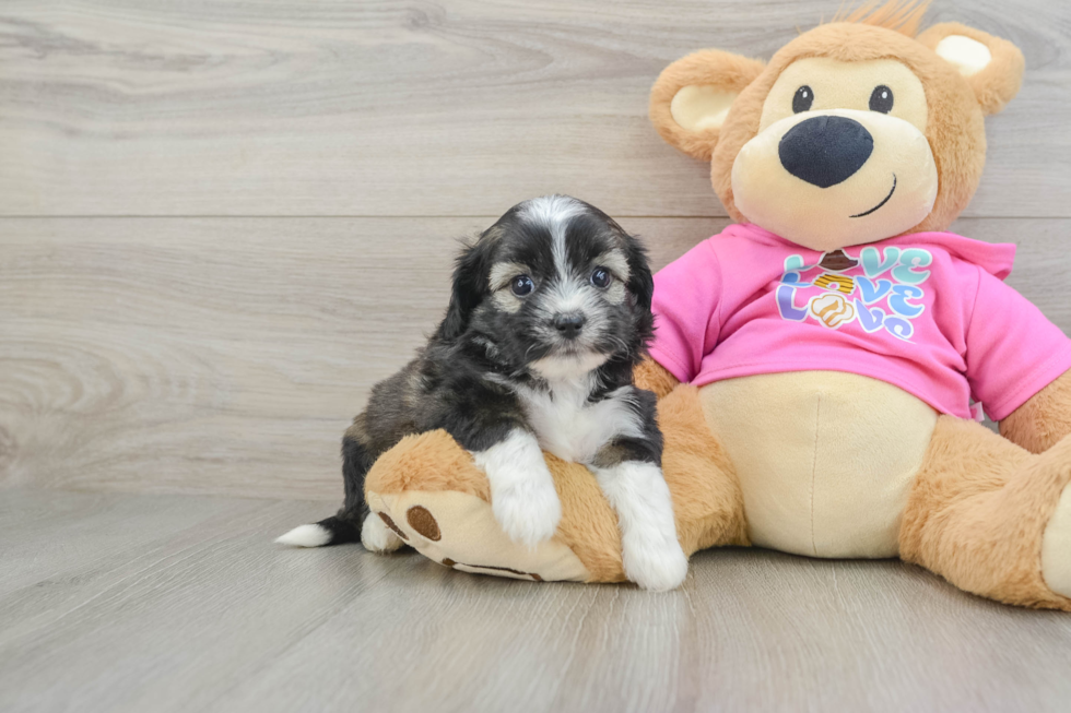 Cute Saussie Designer Pup