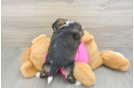 Cute Ausstzu Designer Puppy