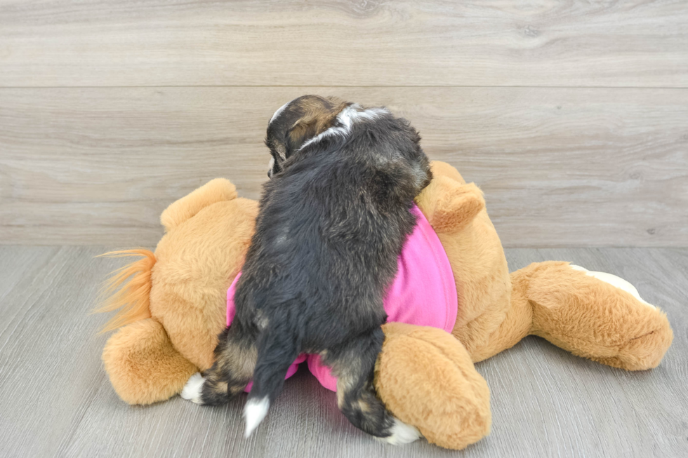 Cute Ausstzu Designer Puppy