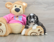 5 week old Saussie Puppy For Sale - Florida Fur Babies
