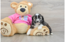 Cute Saussie Designer Pup