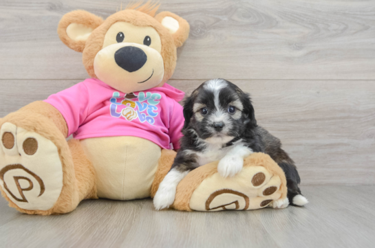 Cute Saussie Designer Pup