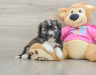 5 week old Saussie Puppy For Sale - Florida Fur Babies