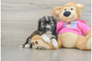 Cute Saussie Baby