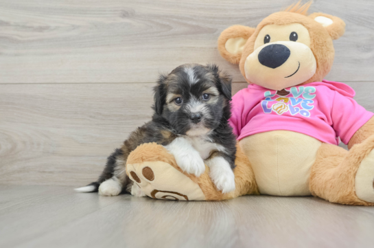Cute Saussie Baby
