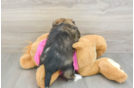 Saussie Pup Being Cute