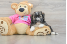 Cute Saussie Designer Pup
