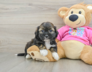 5 week old Saussie Puppy For Sale - Florida Fur Babies