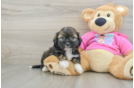 Cute Saussie Baby