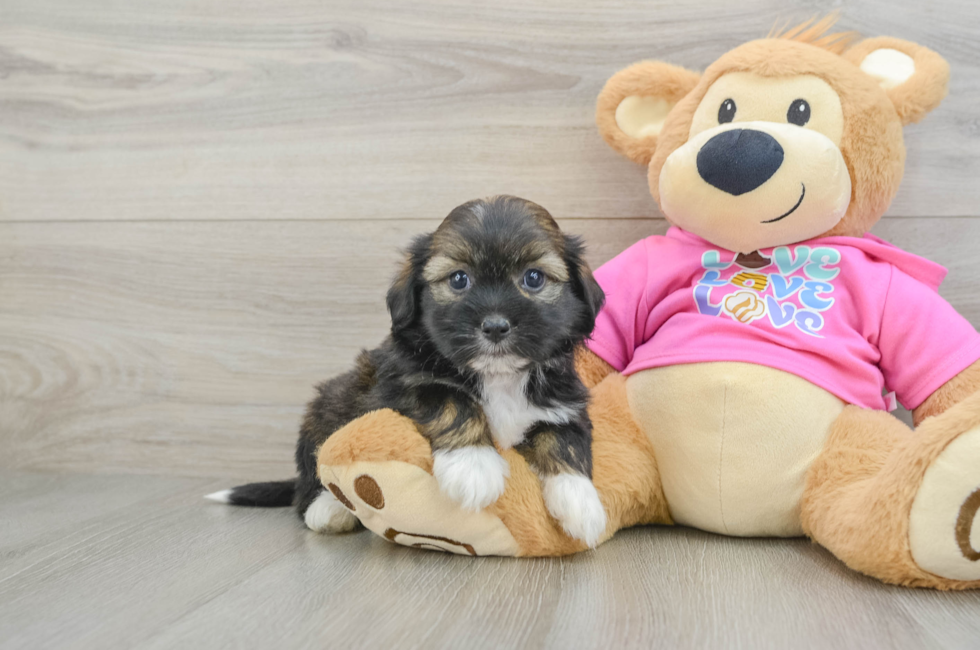 5 week old Saussie Puppy For Sale - Florida Fur Babies