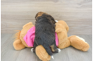 Saussie Puppy for Adoption