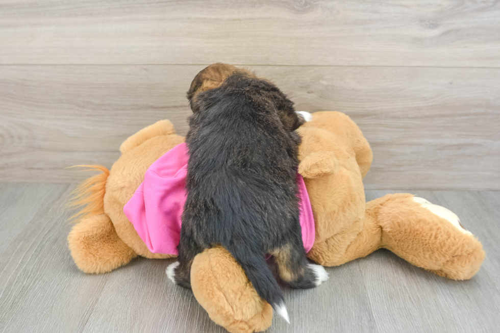Saussie Puppy for Adoption