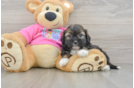 Saussie Pup Being Cute