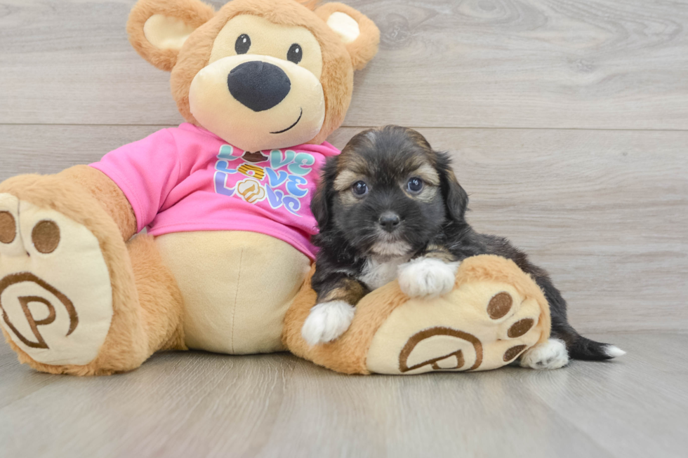 Saussie Pup Being Cute