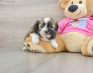 5 week old Saussie Puppy For Sale - Florida Fur Babies