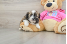 Cute Ausstzu Designer Puppy