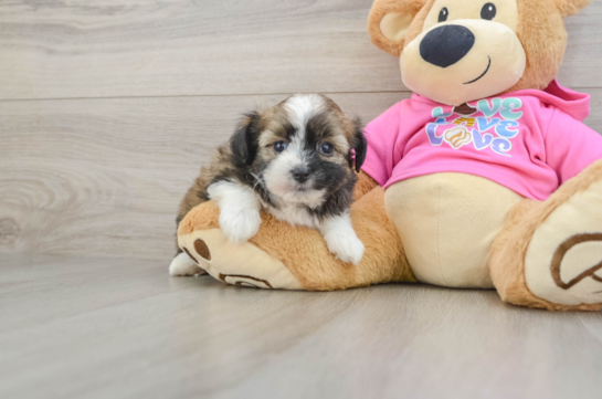 Cute Ausstzu Designer Puppy