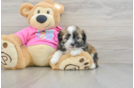 Cute Saussie Baby