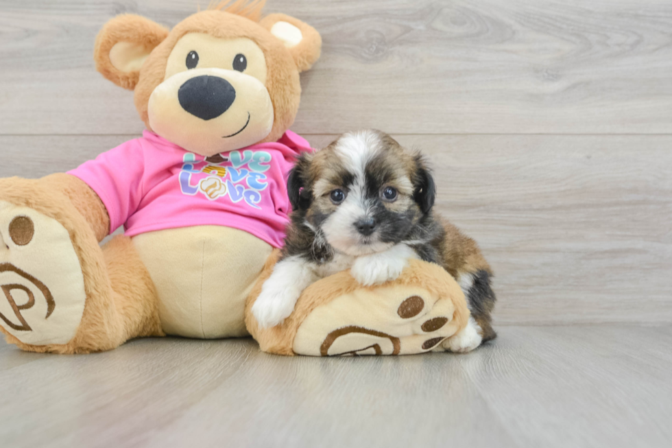 Cute Saussie Baby