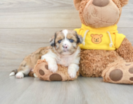 7 week old Saussie Puppy For Sale - Florida Fur Babies