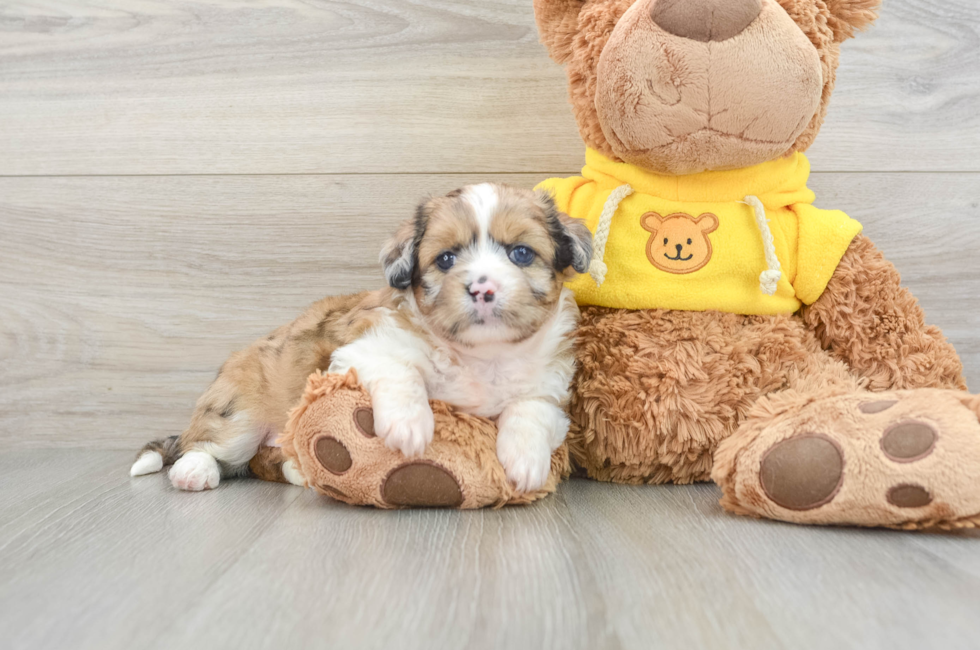 7 week old Saussie Puppy For Sale - Florida Fur Babies