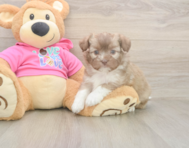 5 week old Saussie Puppy For Sale - Florida Fur Babies