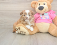 5 week old Saussie Puppy For Sale - Florida Fur Babies