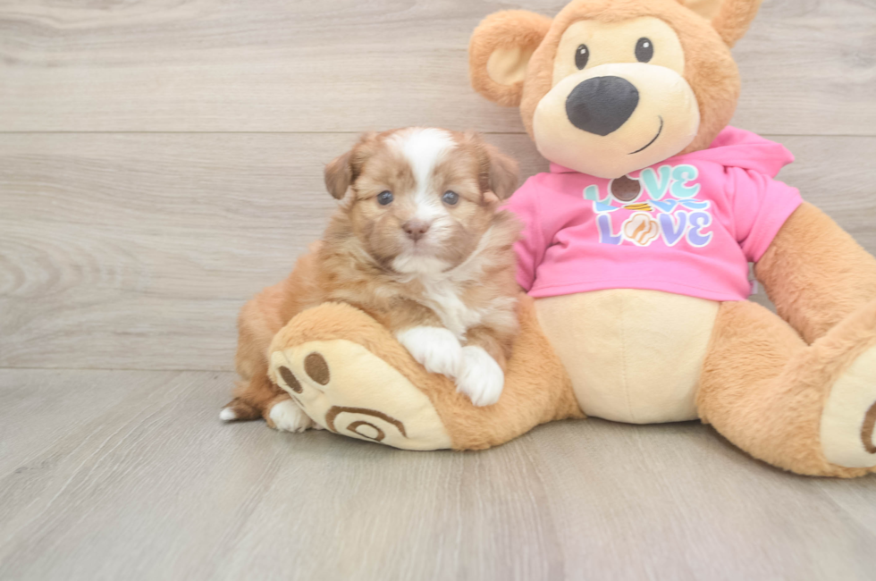 5 week old Saussie Puppy For Sale - Florida Fur Babies