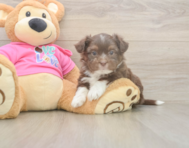 5 week old Saussie Puppy For Sale - Florida Fur Babies