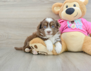 5 week old Saussie Puppy For Sale - Florida Fur Babies