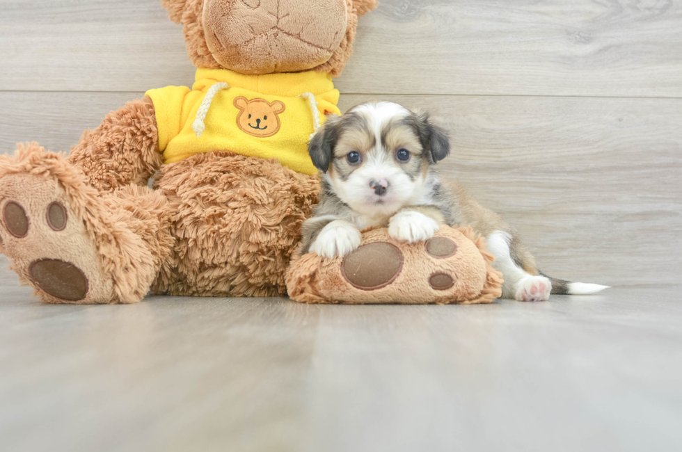 6 week old Saussie Puppy For Sale - Florida Fur Babies