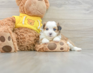 7 week old Saussie Puppy For Sale - Florida Fur Babies