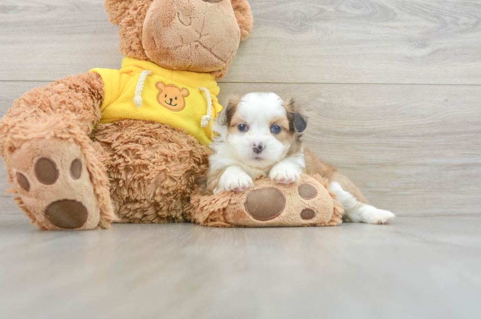 6 week old Saussie Puppy For Sale - Florida Fur Babies