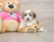 5 week old Saussie Puppy For Sale - Florida Fur Babies
